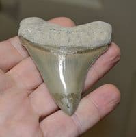 A large and superb tooth from a Prehistoric Mega-Shark 