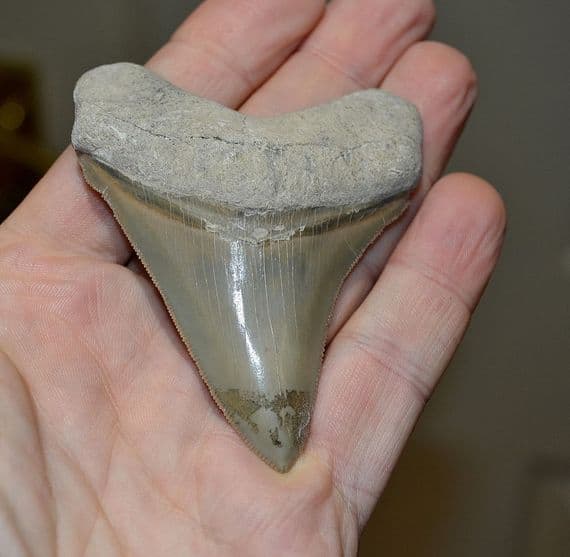 A large and superb tooth from a Prehistoric Mega-Shark 