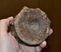 A large and thick Icthyosaur vertebrae, Jurassic Period, Dorset (N104) SOLD
