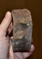 A large and thick Icthyosaur vertebrae, Jurassic Period, Dorset (N104) SOLD