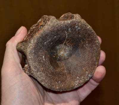 A large and thick Icthyosaur vertebrae, Jurassic Period, Dorset (N104) SOLD