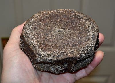 A large & excellent Lipleurodon vertebrae, Jurassic Period, Kimmeridgian, Oxfordshire (N15) SOLD