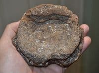 A large & excellent Pliosaur vertebrae, Jurassic Period, Kimmeridgian, Oxfordshire (N27) SOLD