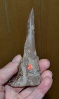 A large & extremely rare Late Neolithic-Early Bronze Age Bone Awl, Swiss Lake Villages. SOLD