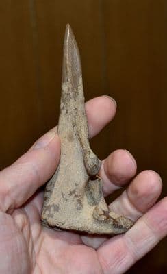 A large & extremely rare Late Neolithic-Early Bronze Age Bone Awl, Swiss Lake Villages. SOLD