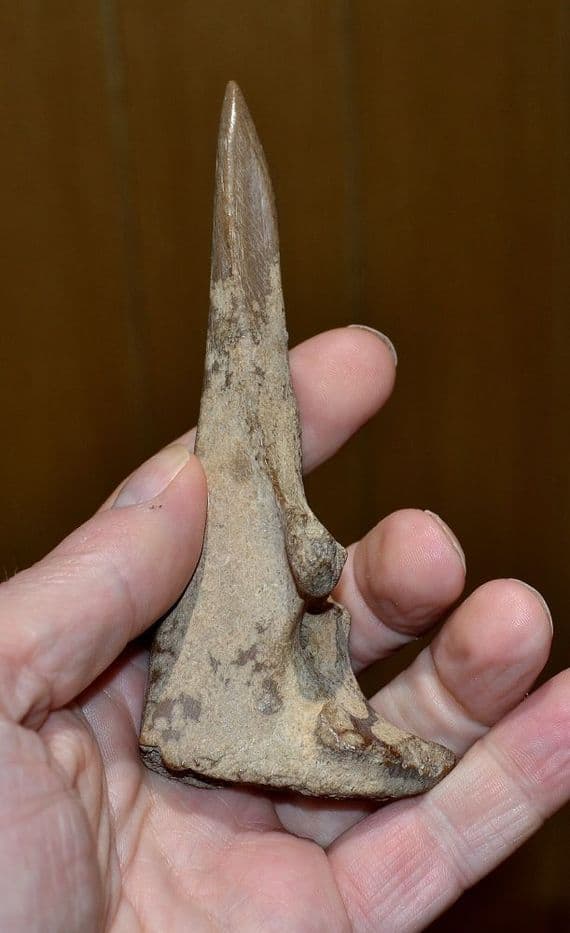 A large & extremely rare Late Neolithic-Early Bronze Age Bone Awl, Swiss Lake Villages. SOLD