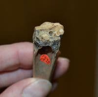 A large & extremely rare Late Neolithic-Early Bronze Age Bone 