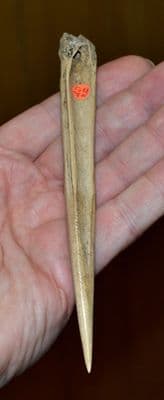 A large & extremely rare Late Neolithic-Early Bronze Age Bone 
