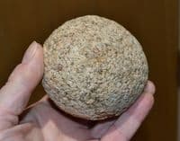 A large, heavy (750g) and impressive Neolithic Quartzite Hammer Stone, Mildenhall, Suffolk.