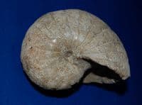 A large, heavy and impressive Goniatite (Predeccesor of the Ammonite), Devonian Period. SOLD