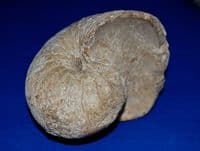 A large, heavy and impressive Goniatite (Predeccesor of the Ammonite), Devonian Period. SOLD