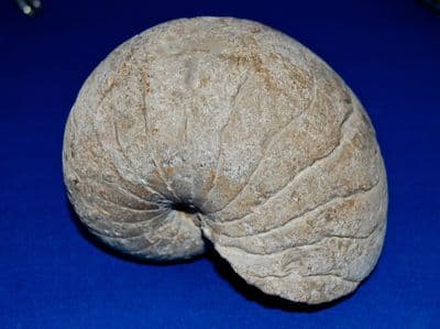 A large, heavy and impressive Goniatite (Predeccesor of the Ammonite), Devonian Period. SOLD