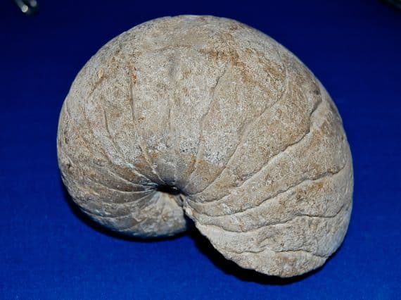 A large, heavy and impressive Goniatite (Predeccesor of the Ammonite), Devonian Period. SOLD