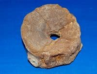 A large Icthyosaur vertebrae from the Jurassic Period, Kimmeridgian layers, Oxfordshire. SOLD