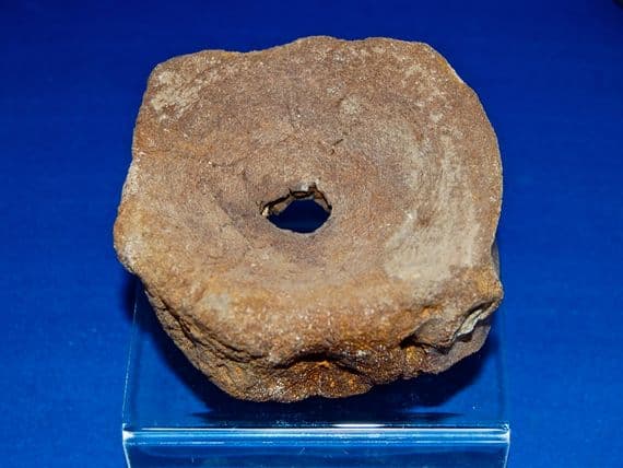 A large Icthyosaur vertebrae from the Jurassic Period, Kimmeridgian layers, Oxfordshire. SOLD