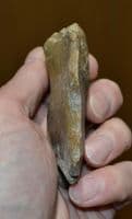 A large & pleasant Paleolithic (Neanderthal) Notched scraper tool , France.