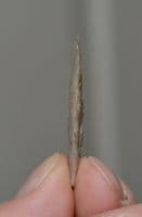 A large & superb Late Neolithic / Early Bronze Age Lozenge shaped point, Cheddar, Somerset.  SOLD