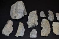 A lot of 12 x Mesolithic Portland flaked Chert Bladelets & Core, Portland Bill, Dorset (N118)