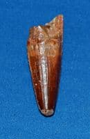 A nice Carnivourous Dinosaur tooth, Spinosaurus Sp. North Africa. SOLD