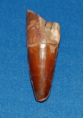 A nice Carnivourous Dinosaur tooth, Spinosaurus Sp. North Africa. SOLD