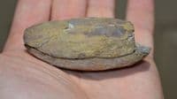 A nice fossil Fern frond in its complete pebble as found, Ex old collection. SOLD