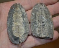 A nice fossil Fern frond in its complete pebble as found, Ex old collection. SOLD