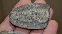 A nice fossil Fern frond in its complete pebble as found, Ex old collection. SOLD