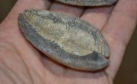 A nice fossil Fern frond in its complete pebble as found, Ex old collection. SOLD