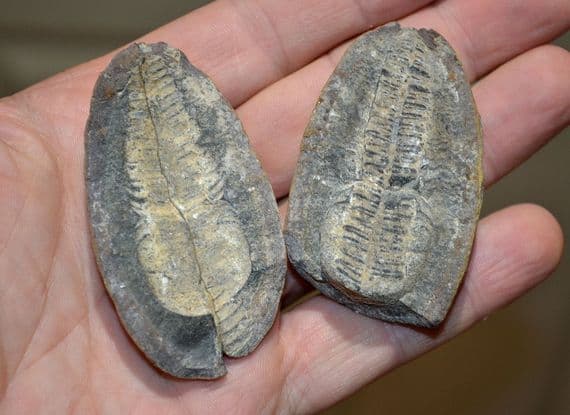 A nice fossil Fern frond in its complete pebble as found, Ex old collection. SOLD