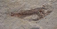 A nice fossil fish from the Green River Formation, Wyoming, U.S.A.