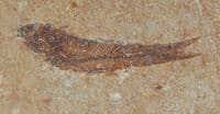 A nice fossil fish from the Green River Formation, Wyoming, U.S.A. (1) SOLD