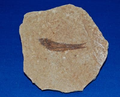 A nice fossil fish from the Green River Formation, Wyoming, U.S.A. (1) SOLD