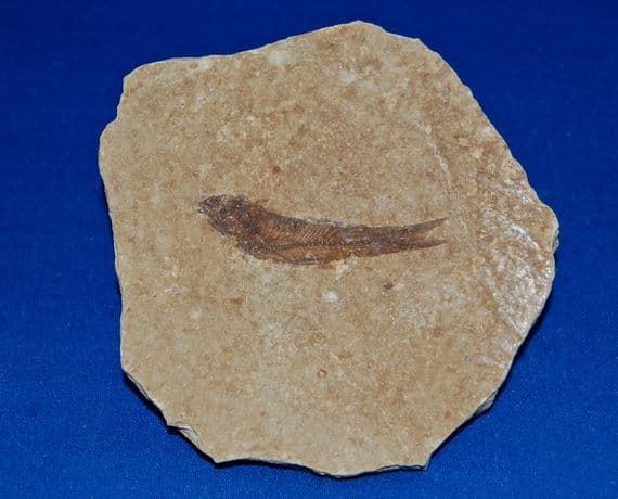 A nice fossil fish from the Green River Formation, Wyoming, U.S.A. (1) SOLD