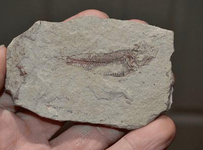 A nice fossil fish from the Green River Formation, Wyoming, U.S.A.