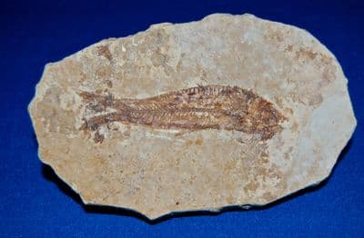 A nice fossil fish from the Green River Formation, Wyoming, U.S.A. SOLD