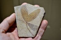 A nice group of 3 x Fossil leaf slabs, Eocene period, Italy, old collection pieces.
