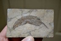 A nice group of 3 x Fossil leaf slabs, Eocene period, Italy, old collection pieces.
