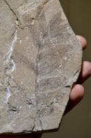 A nice group of 3 x Fossil leaf slabs, Eocene period, Italy, old collection pieces.