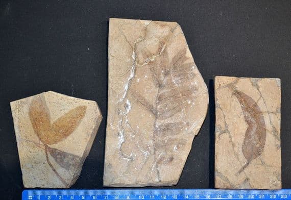 A nice group of 3 x Fossil leaf slabs, Eocene period, Italy, old collection pieces.
