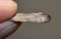 A nice , Late Mesolithic / Early Neolithic flint 