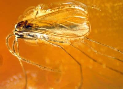 A nice piece of Baltic Amber (Fossilised Tree Resin) containing a small but beautifully preserved Moth. SOLD