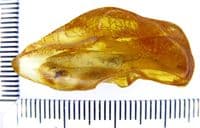 A nice piece of Baltic Amber (Fossilised Tree Resin) containing two small but beautifully preserved Fuit flies - No.2 SOLD