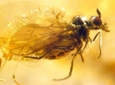 A nice piece of Baltic Amber (Fossilised Tree Resin) containing two small but beautifully preserved Fuit flies - No.2 SOLD