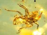 A nice piece of Baltic Amber (Fossilised Tree Resin) containing two small but beautifully preserved insects (Beetle and Bee). SOLD