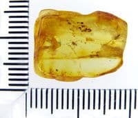 A nice piece of Baltic Amber (Fossilised Tree Resin) containing two small but beautifully preserved insects (Beetle and Bee). SOLD