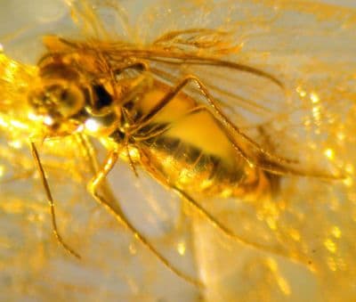 A nice piece of Baltic Amber (Fossilised Tree Resin) containing two small but beautifully preserved insects (Beetle and Bee). SOLD
