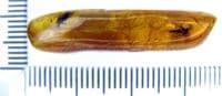 A nice piece of Baltic Amber (Fossilised Tree Resin) containing two small but beautifully preserved insects (Fly and Gnat) - No.1 SOLD