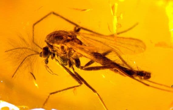 A nice piece of Baltic Amber (Fossilised Tree Resin) containing two small but beautifully preserved insects (Fly and Gnat) - No.1 SOLD