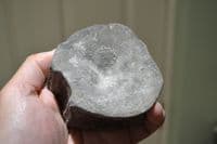 A pair of large Icthyosaur vertebrae from an old Yorkshire collection; found Whitby N.Yorks.