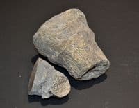 A pair of nice fossil Corals, cut and polished to show internal structures, Old UK collection. SOLD